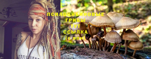стаф Козельск
